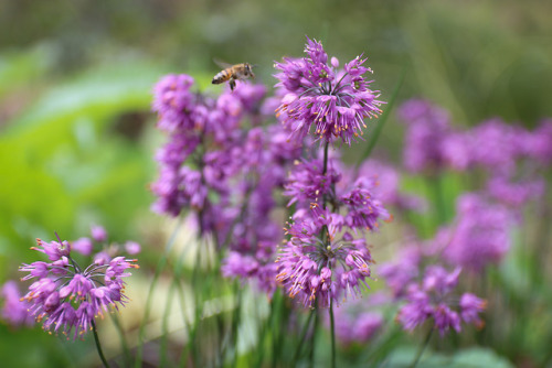 The season closing in and still there are flowers to set off the burnished foliage of autumn.  Raydo