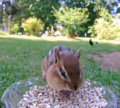 ostdrossel:Putting the camera on the ground always means that critters will stop by too. I noticed t