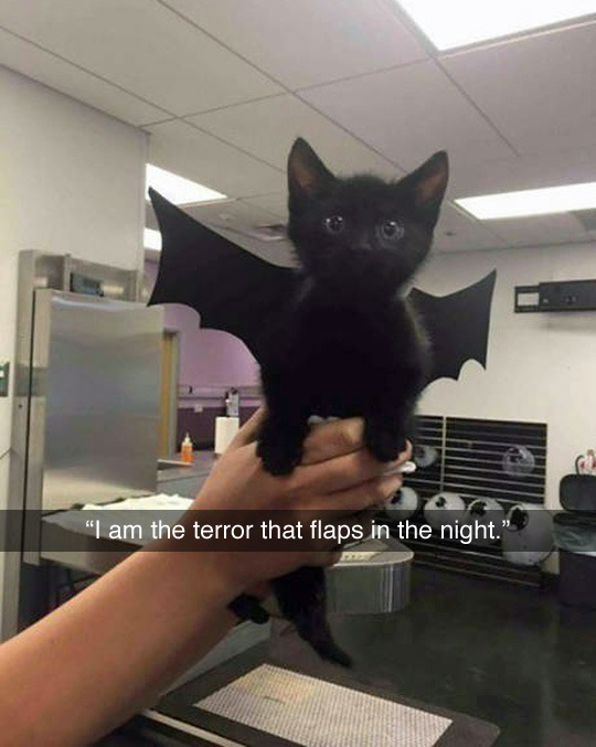 Cheer Up Post #4385 - Black Kittens Edition