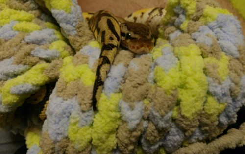 theincrediblemisterteslassnekmod:The second I wrapped her in the blanket I made with the leftover ya