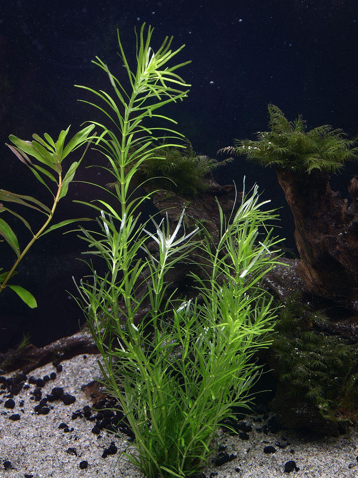 Rotala “boschii” (cf. nanjenshan)
Photo by Henning Buck