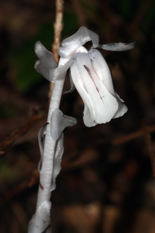 likeafieldmouse:Monotropa Uniflora“Also known as the ghost plant, Indian pipe, or corpse plant. Unli