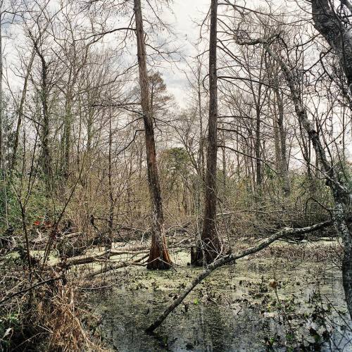 Louisina swamp along the Mississippi River, just south of Baton Rouge in an area dubbed Cancer Alley. Shot in 2011. #canceralley #mississippiriver #swamp #louisiana #kodakfilm #filmsnotdead #kodak_photo #onassignment