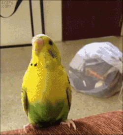 Babygoatsandfriends:  Parakeet Looks Forward To Salad Tong Rides 