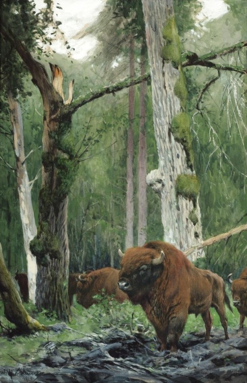 art-and-things-of-beauty:European Bisons by Wilhelm Kuhnert (1865 - 1926 