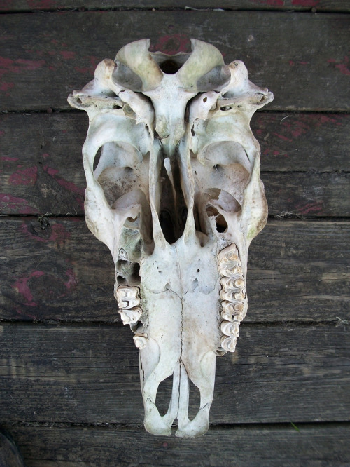 Neat old bull skull with a little bit of a twist! Nothing major—likely just a slight case of w