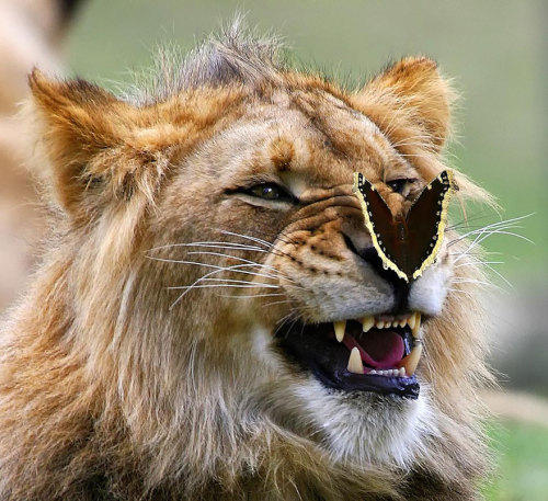 awesome-picz:   Animals With Butterflies Look Like Disney In Real Life 