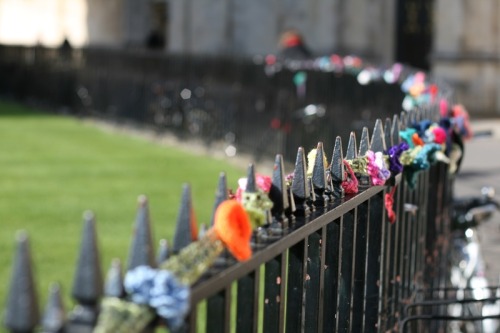 Guerilla knitting in Radcliffe Square, Oxford. I almost walked straight past these - I only stopped 