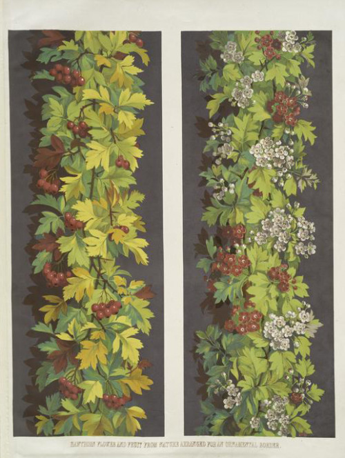 Ludwig Grüner, French bean, convolvolus, hawthorne flower and fruit from nature arranged for an orna