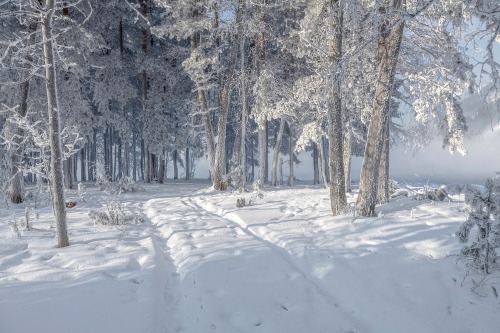expressions-of-nature:  Walk in the Winter Forest by Marina Fomina