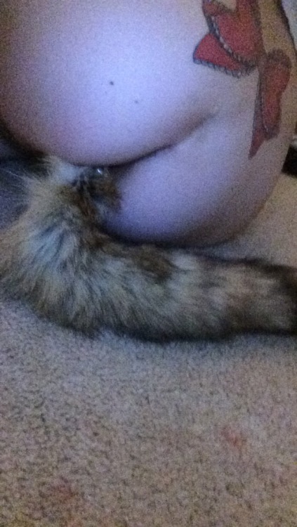 Sex helloalixxx:  Fox Tail sent by a fan.  pictures