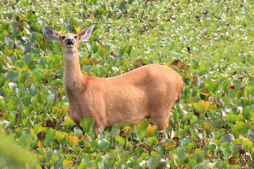 deerypoof:The marsh deer (Blastocerus dichotomus) are South American natives characterized by their 