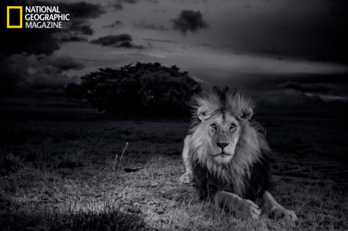 photojojo:  The Verge covered an amazing story of photographer Michael Nichols and cinematographer Nathan Williamson, who used some interesting tech for capturing these incredible photos of wild lions. They not only used a camera “mini tank” that