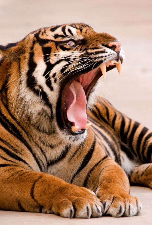 0ce4n-g0d:  Intense SA Tiger 3-0 F LR 8-9-08 J049 | Don Johnson