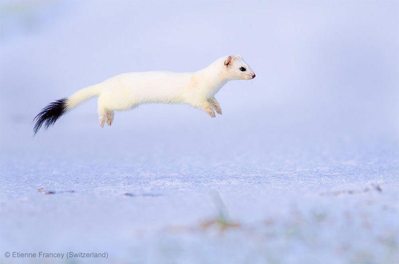 odditiesoflife:  The Best Wildlife Photography of 2013 The results of the 2013 Wildlife