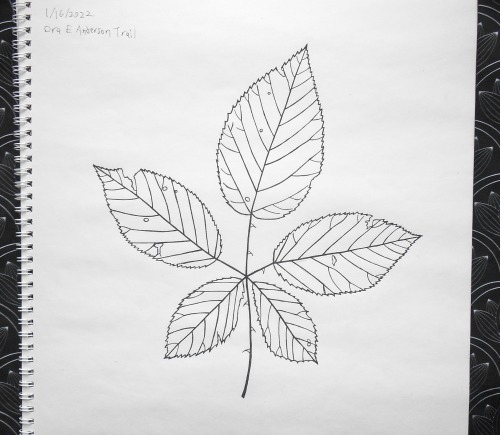 Big Leaf A Day update16: Blackberry from the Ora Anderson trail near the Dairy Bar in Athens17: Blac