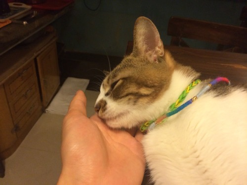 scratchingpad:In Hong Kong I met the most chilled out hostel cat. 