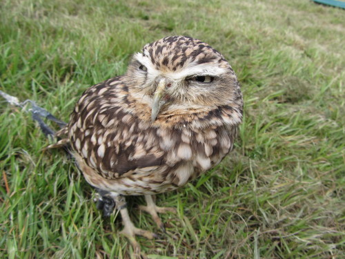 Meet Dobby! Yet another new bird, this is a burrowing owl