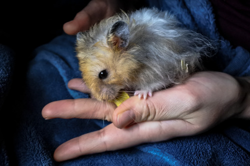 A tousled fluffy boy decided that being handled isn’t as bad as it seemed, oh joy!