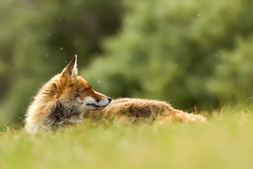 “Summer Fox” by Roeselien Raimond