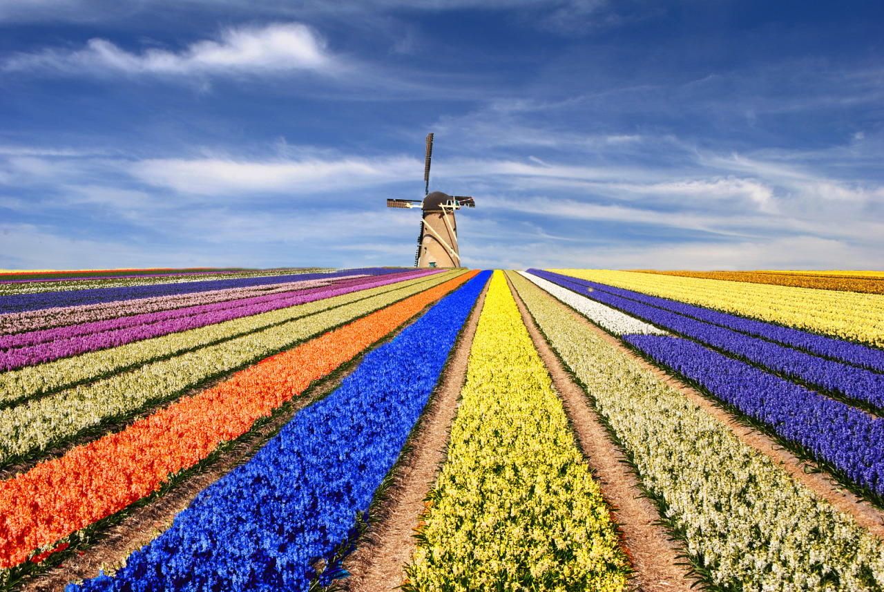 nubbsgalore:the flowers of holland’s keukenhof gardens near lisse in spring bloom. photos