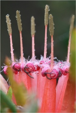 flowersgardenlove:  Protea Beautiful gorgeous