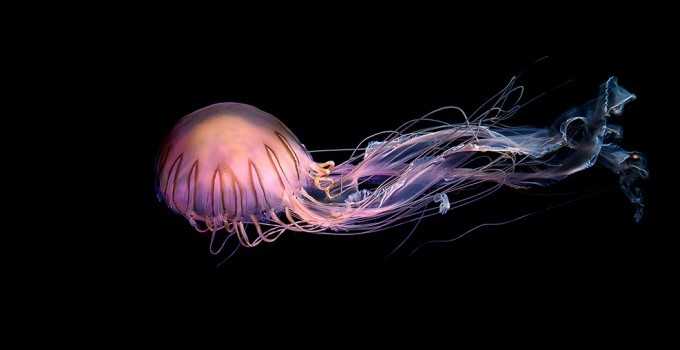 jammingjellies:  source