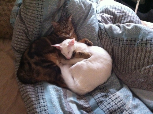 pangur-and-grim: I think they like each other
