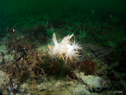 realmonstrosities:The Rainbow Nudibranch (Dendronotus iris) is a terrifying beast of hellish fire an