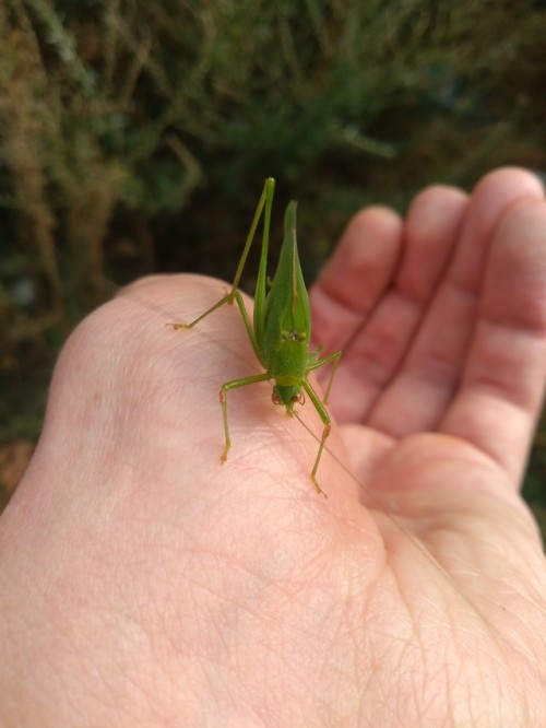 Зелёный кузнечик (Tettigonia viridissima).