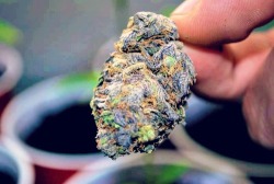 Always High, Never Dry