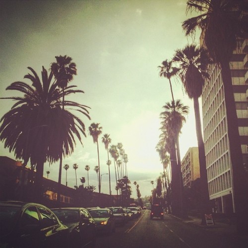 bluntskeez420:  #CaliPalmTrees #LaTraffic . ! 