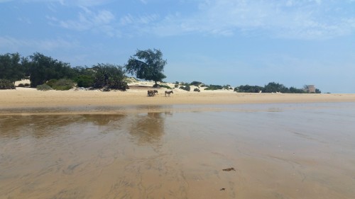 Africa.  Kenya. Lamu Island. 2019.