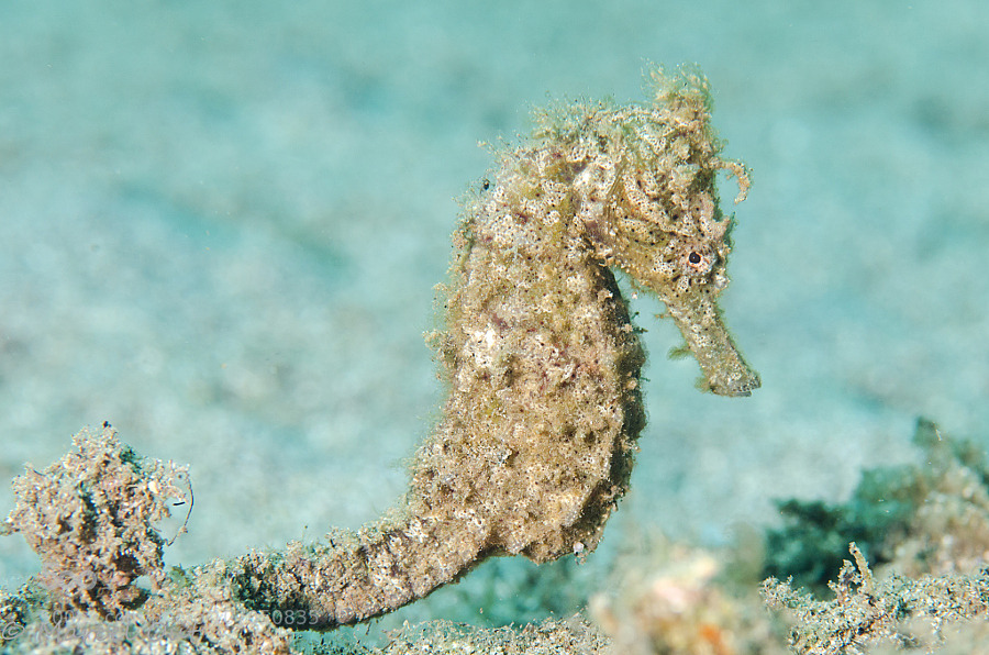 lifeunderthewaves:  Common Seahorse - Hippocampus taeniopterus by MarcelOut Common