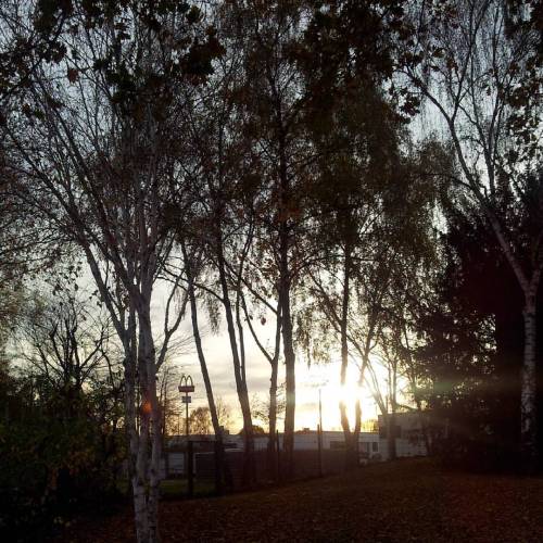 The Setting #sun Shining Through #trees In #Witten 8.11.15 #latergram (hier: Backhaus)