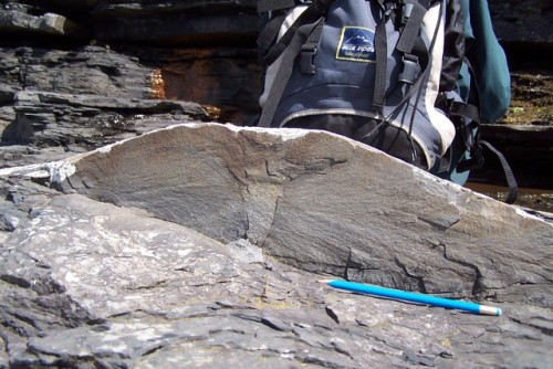 Irish Sand VolcanoThis is a cross section of a “sand volcano” from Clare County, Ireland. These feat