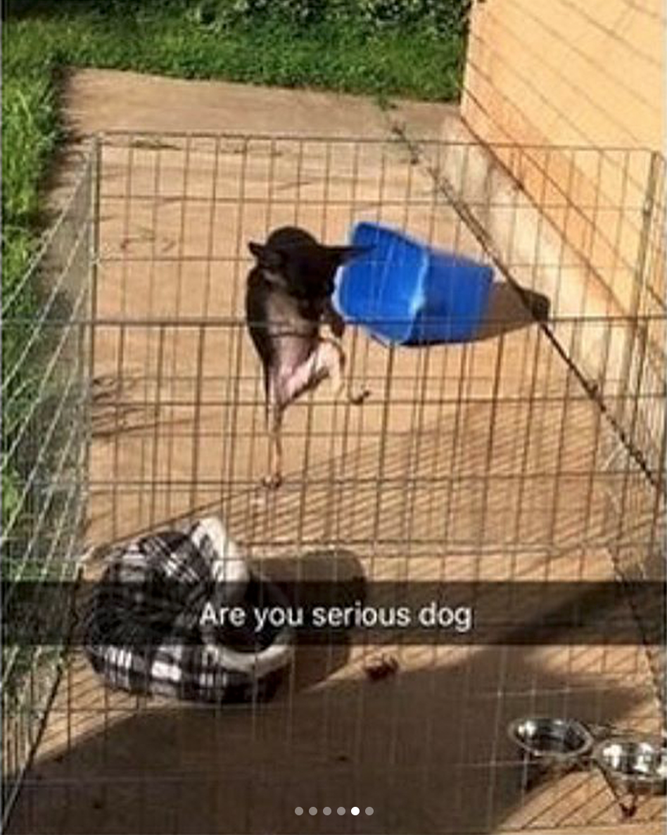 babyanimalgifs:  Animal snaps