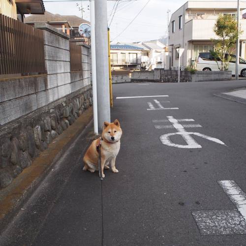 shibainu-komugi:止まれって書いてあるよ。ここでひと休みしましょう。 #shiba #dog #komugi #柴犬