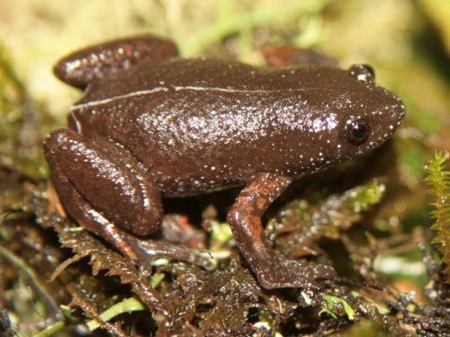 Chiasmocleis altomontana by Diogo B. Provete