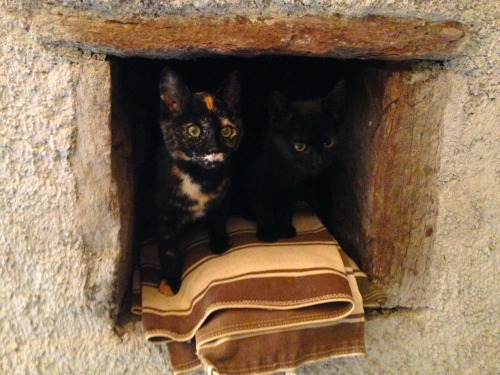 hedgehog-moss:The kittens have claimed ownership of the niche in the wall traditionally meant to con