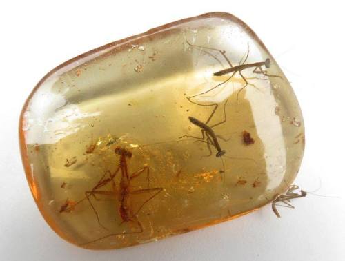 Praying mantis in copalCopal is an immature form of amber, a sort of half baked tree resin that stil