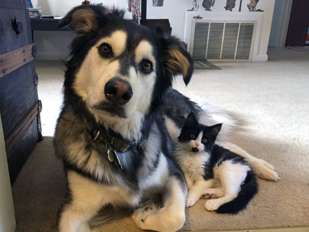 cute-overload:  My twins. I don’t think they know they’re adopted. source: http://imgur.com/r/aww/wlC73Va