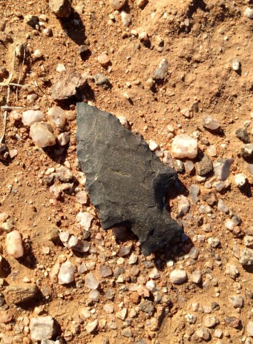 I found this Arrowhead this morning. She’s a beauty. Juan C.