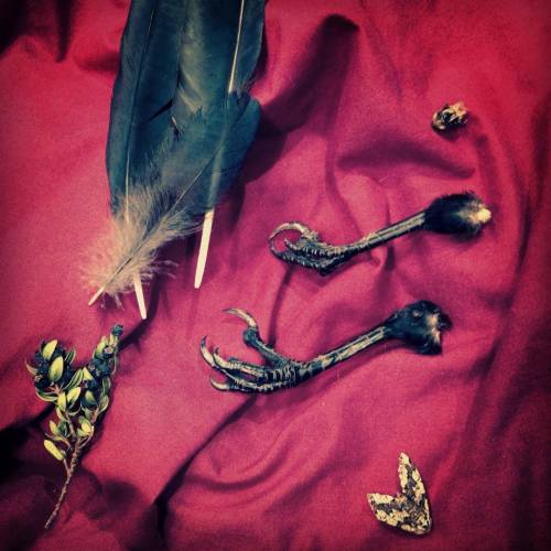 occvlta:  © Occvlta We give our warmest welcome to our new sources of power and inspiration. Raven claws and feathers, moths and bees to guard our path and tell us what is hidden behind dreams.