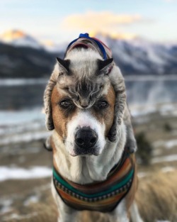 gallusrostromegalus:  roseoswiins:  archiemcphee:   Today the Department of Unexpected Interspecies Friendship is going hiking gorgeous Colorado landscapes with Henry the dog and Baloo the cat. Both adopted from animals shelters, they live with humans,