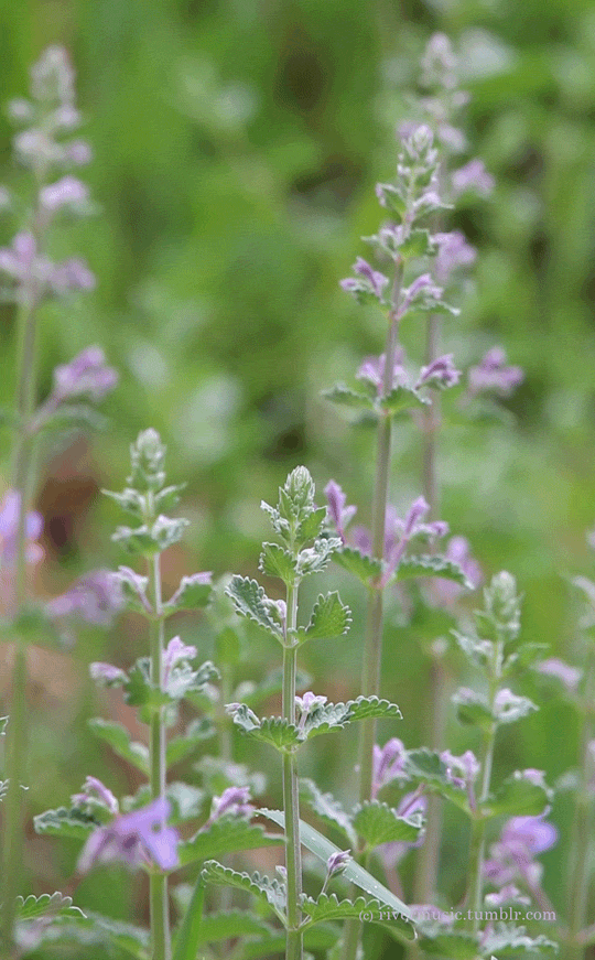 Cat Mint blooming in my little herb garden, Wyominggif by riverwindphotography, June 2018
