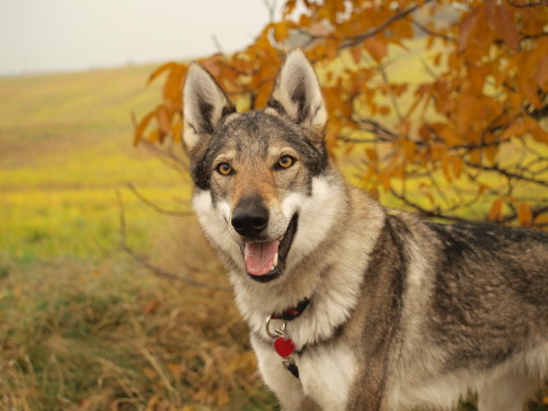 the-little-wolfdog:  Hello, autumn  porn pictures