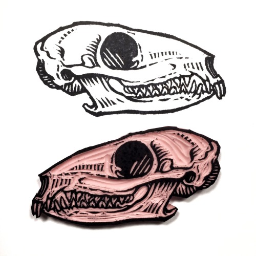 Tree shrew skull