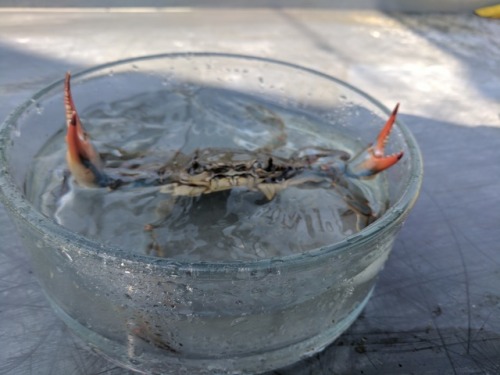 this female blue crab was the physical manifestation of WRATH and FURY