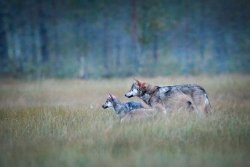 wolveswolves:  Wild wolf pack in Finland